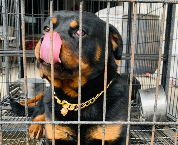 罗威纳犬饲养方法?罗威纳幼犬的饲料必须优质新鲜 罗威纳犬饲养方法?罗威纳幼犬的饲料必须优质新鲜