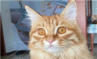 宠物猫得猫瘟的症状是什么
