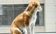 狗狗抽搐是怎么回事还站不住