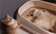 怎样避免猫睡在猫砂里
