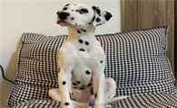 大麦町犬的起源与角色演变：从拖曳犬到家庭伙伴