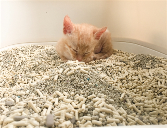 怎么引导猫去猫砂上拉屎呢 怎么引导猫去猫砂上拉屎呢