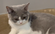 猫喜欢咬人怎么办