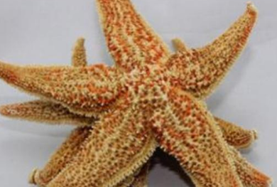 干海星多少钱一斤