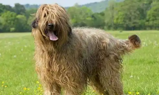 解析伯瑞犬呕吐:常见原因全梳理! 解析伯瑞犬呕吐:常见原因全梳理!