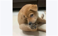 狗狗为什么咬自己的脚是怎么回事