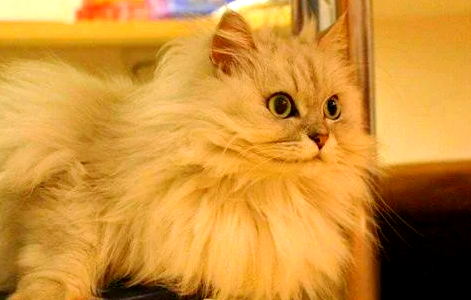 猫咪发腮一般在多大年龄开始? 猫咪发腮一般在多大年龄开始?