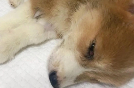 犬瘟的狗鼻子脱皮是什么原因