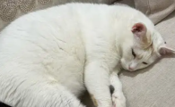 公猫绝育20天了也没掉痂