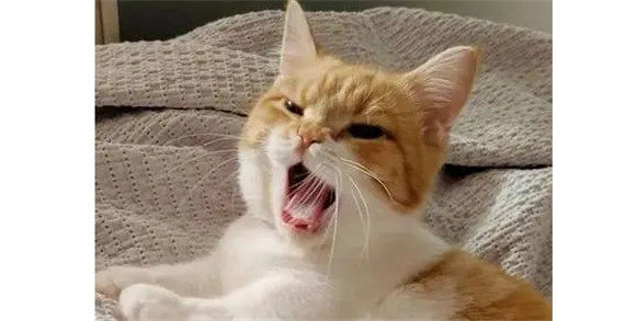 二个月的小猫胡须自断正常吗