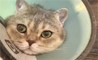 猫咪眼球破裂了怎么办