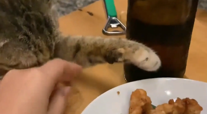 猫咪眯着眼睛想偷吃炸鸡块。猫咪:得笑着,伸手不打笑脸人 猫咪眯着眼睛想偷吃炸鸡块。猫咪:得笑着,伸手不打笑脸人