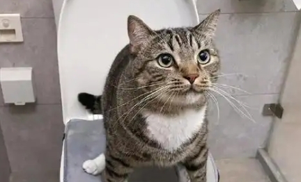 猫咪上厕所的时候叫是为什么