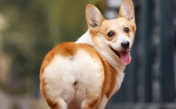 威尔斯柯基犬几天断尾?断尾对它是好是坏? 威尔斯柯基犬几天断尾?断尾对它是好是坏?