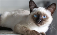 猫咪骨折后能进行冷敷处理吗