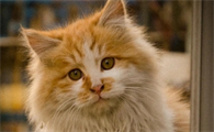 猫吐毛球一般几天自愈
