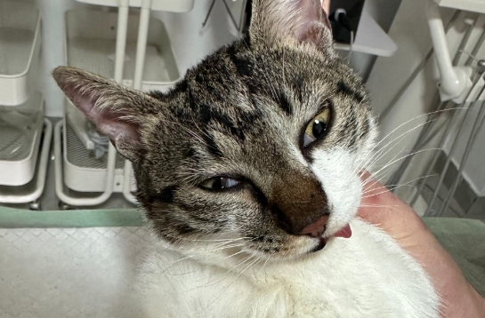 猫咪疝气的症状表现有哪些