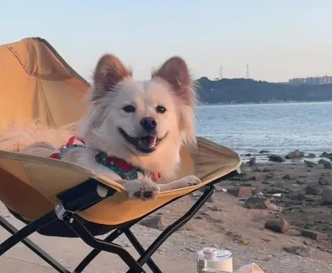 流浪三小只咖啡海报:JOJO呆萌小白酷, 小黄忧郁一扫而空! 流浪三小只咖啡海报:JOJO呆萌小白酷, 小黄忧郁一扫而空!
