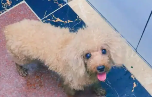 台风来临前遇到只流浪狗,网友果断带它回出租房躲避 台风来临前遇到只流浪狗,网友果断带它回出租房躲避