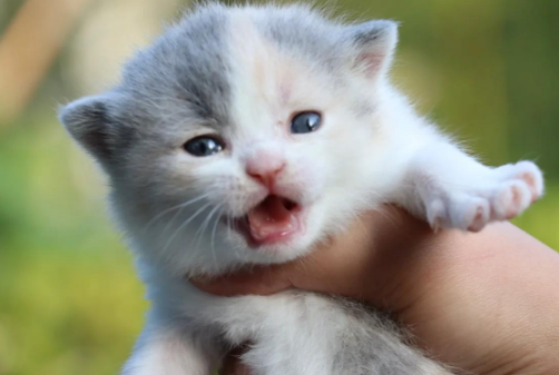 猫咪呛奶后多久能恢复正常? 猫咪呛奶后多久能恢复正常?