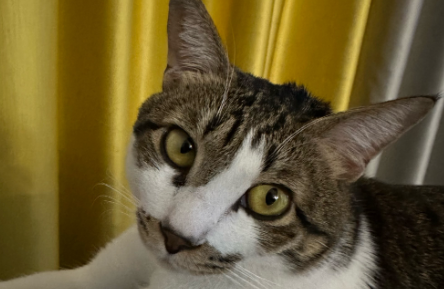 猫伸懒腰表示什么