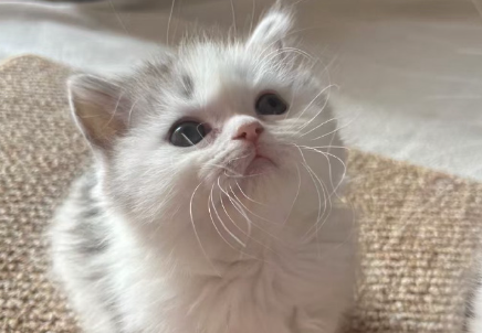 猫的后腿无力抽筋是怎么回事 猫的后腿无力抽筋是怎么回事