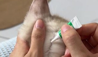 猫外驱虫药滴到毛上怎么办