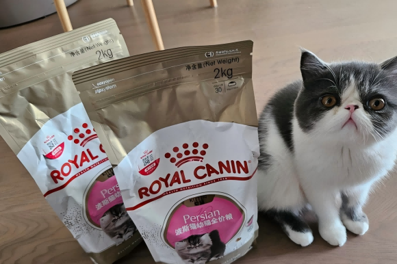 猫咪增肥吃什么猫粮?皇家增重猫粮助猫猫圆滚滚又有活力 猫咪增肥吃什么猫粮?皇家增重猫粮助猫猫圆滚滚又有活力
