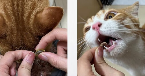 宠伴佳P+猫犬通用鱼油,毛孩子的美毛护心神器! 宠伴佳P+猫犬通用鱼油,毛孩子的美毛护心神器!