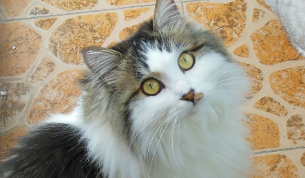 一般猫咪几个月成年