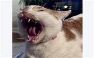 猫被咬伤后化脓怎么处理好呢