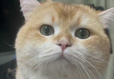 猫咪吃完呕吐是怎么回事 猫咪吃完呕吐是怎么回事