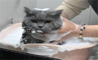 宠物猫咪洗澡后耳朵流出很多脏东西