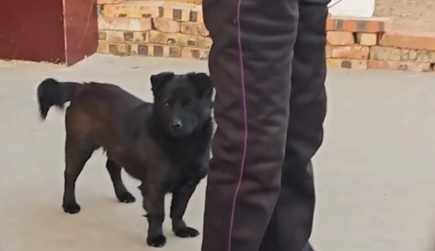 奶奶喊小狗回家，并未看到早已站在身后的狗子