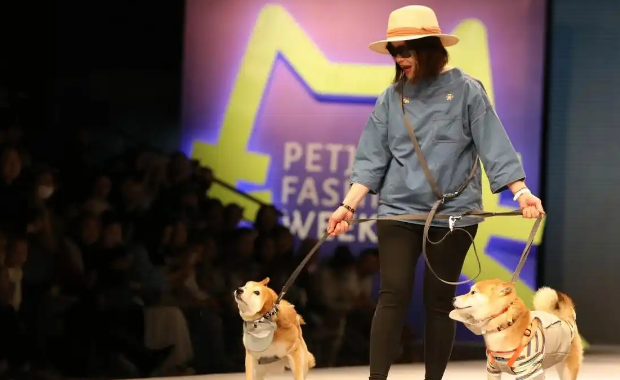 “养儿式”养宠模式,已成消费新趋势 “养儿式”养宠模式,已成消费新趋势