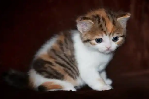 猫咪呛奶后还能继续喂奶吗? 猫咪呛奶后还能继续喂奶吗?