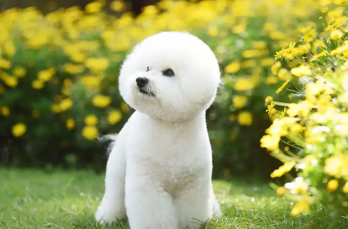 比熊犬：自带“微笑唇”的治愈系萌宠