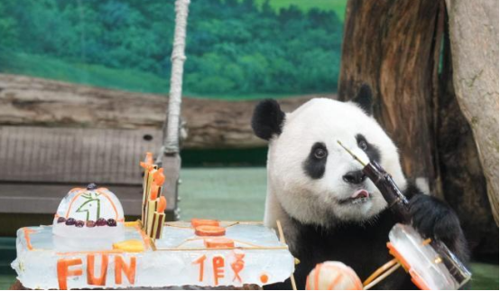 “圆宝”5岁啦 台北动物园为其庆生 “圆宝”5岁啦 台北动物园为其庆生