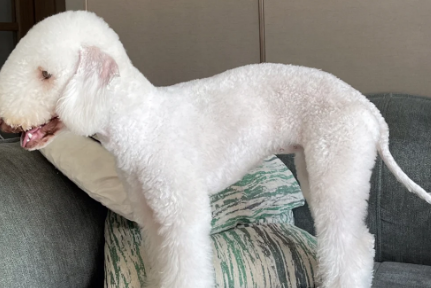 探索拥有独特蓝灰色毛发的犬种——贝灵顿梗! 探索拥有独特蓝灰色毛发的犬种——贝灵顿梗!