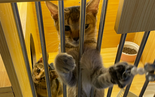 呋虫胺可以喷在猫身上吗 呋虫胺可以喷在猫身上吗