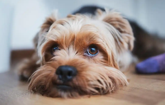 幼犬骨折会影响骨骼发育吗 幼犬骨折会影响骨骼发育吗