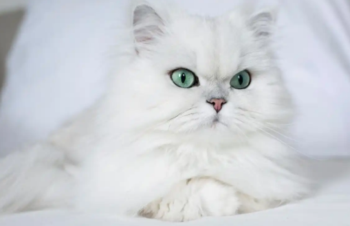 猫咪抑郁症会攻击人吗 猫咪抑郁症会攻击人吗