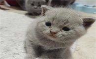 猫吐清水一样的液体是不是中毒了
