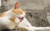 猫吐清水一样的液体没有精神怎么回事
