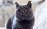 猫咪抑郁症会食欲大减吗