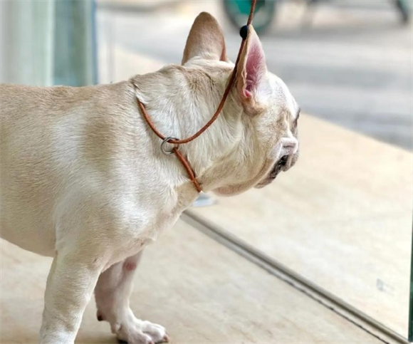 宠物狗狗蛔虫病严重的症状