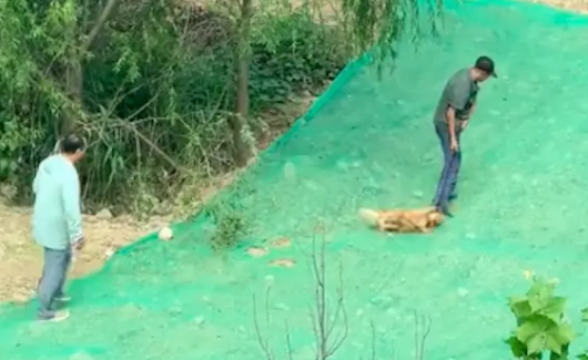 打狗队用笼子设下圈套捉流浪狗,其他狗试图解救它! 打狗队用笼子设下圈套捉流浪狗,其他狗试图解救它!