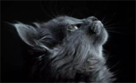 猫缺钙会不会导致抽搐