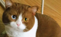 猫牙掉了怎么办
