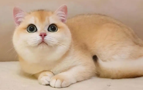猫咪便秘怎么预防再次发生呢